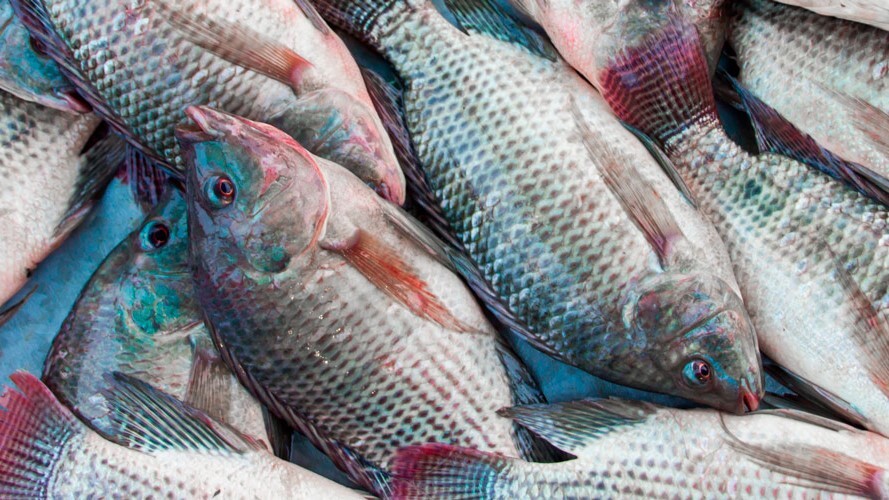 Após pressão do agro, governo suspende lista que classificava tilápia como “Espécie Invasora”