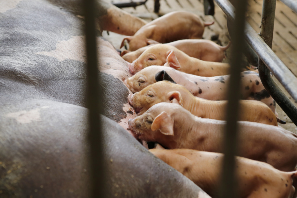 A Conferência Internacional sobre Doenças Virais Suínas comemora sua 20ª edição