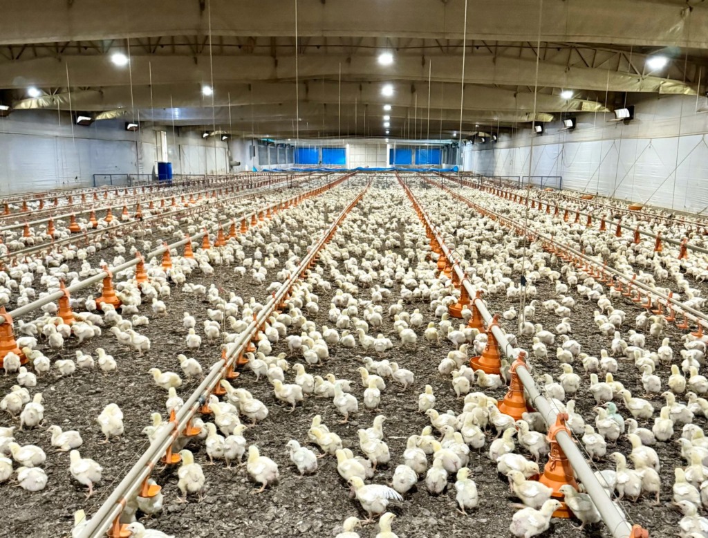 Itália confirma avanço da influenza aviária no fim de 2025