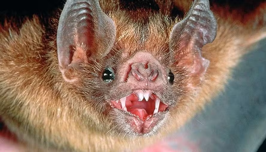 Morcegos-Vampiros no Peru apresentam evidência de infecção por Influenza Aviária H5N1